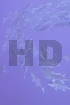High Definition
