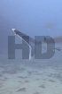High Definition
