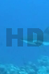 High Definition