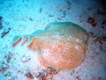 2008_redsea
